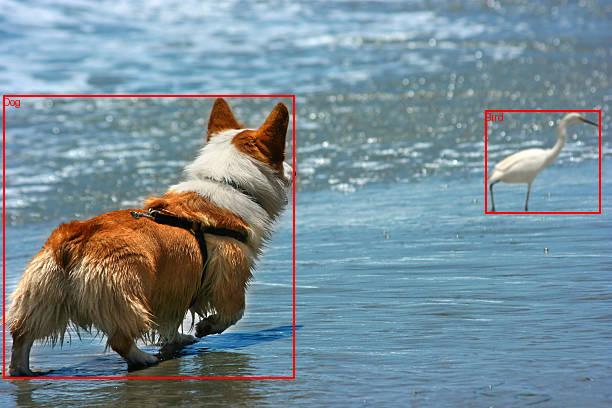 dog-chasing bird labeled